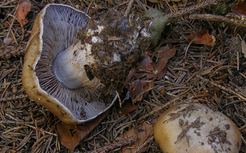 Cortinarius glaucopus